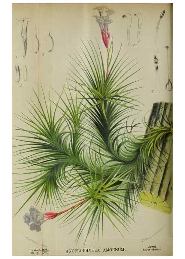 Reproducción/Reproduction 49128091066: Belgique horticole.. Liége.. 