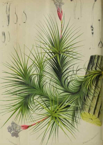 Reproducción/Reproduction 49128091066: Belgique horticole.. Liége.. 