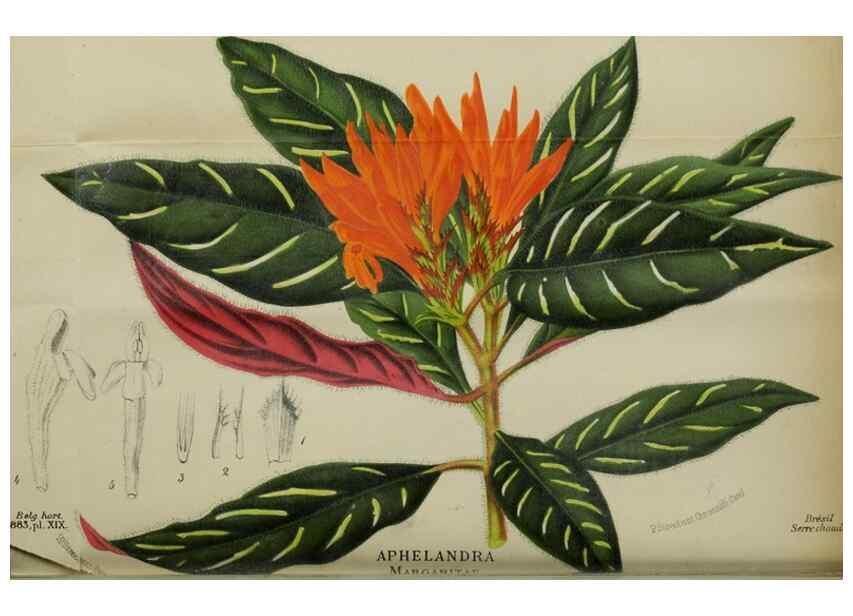Reproducción/Reproduction 49127602228: Belgique horticole.. Liége.. 