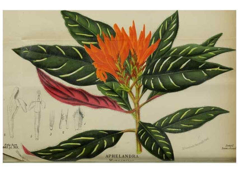 Reproducción/Reproduction 49127602228: Belgique horticole.. Liége.. 