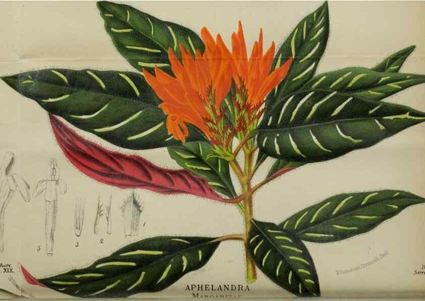 Reproducción/Reproduction 49127602228: Belgique horticole.. Liége.. 