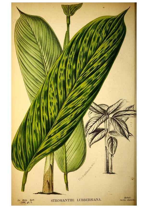 Reproducción/Reproduction 49132510577: Belgique horticole.. Liége.. 