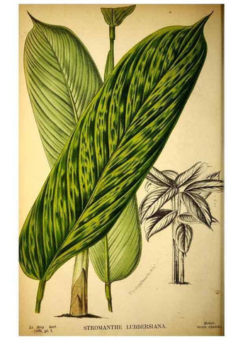 Reproducción/Reproduction 49132510577: Belgique horticole.. Liége.. 