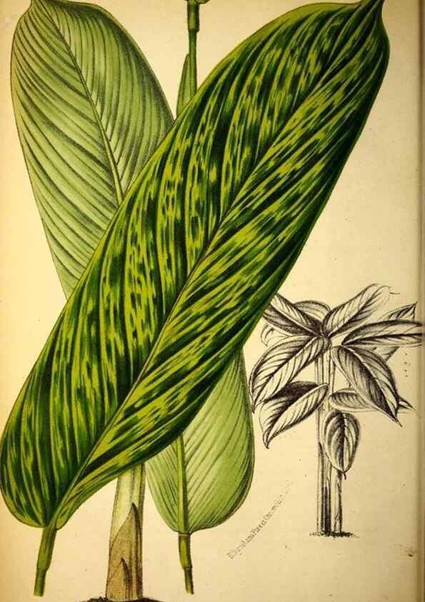 Reproducción/Reproduction 49132510577: Belgique horticole.. Liége.. 