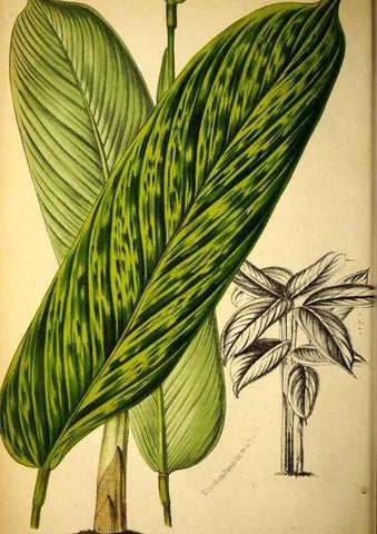 Reproducción/Reproduction 49132510577: Belgique horticole.. Liége.. 