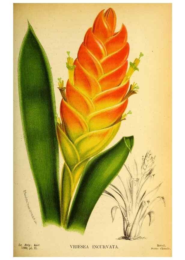 Reproducción/Reproduction 49132510892: Belgique horticole.. Liége.. 