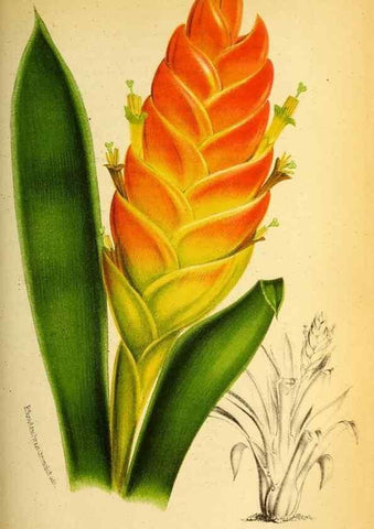 Reproducción/Reproduction 49132510892: Belgique horticole.. Liége.. 