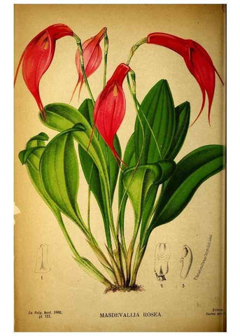 Reproducción/Reproduction 49131830453: Belgique horticole.. Liége.. 