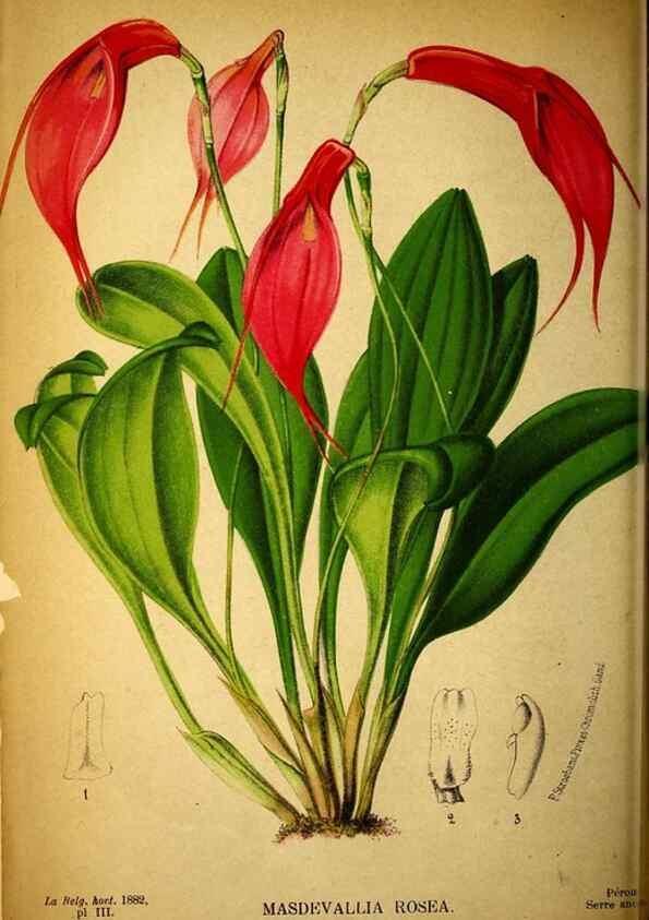Reproducción/Reproduction 49131830453: Belgique horticole.. Liége.. 