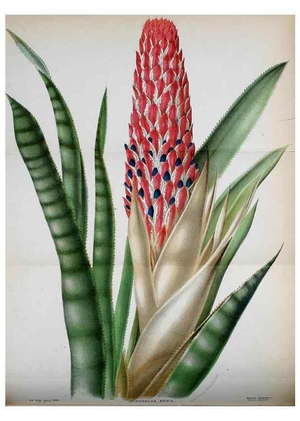 Reproducción/Reproduction 49131830713: Belgique horticole.. Liége.. 