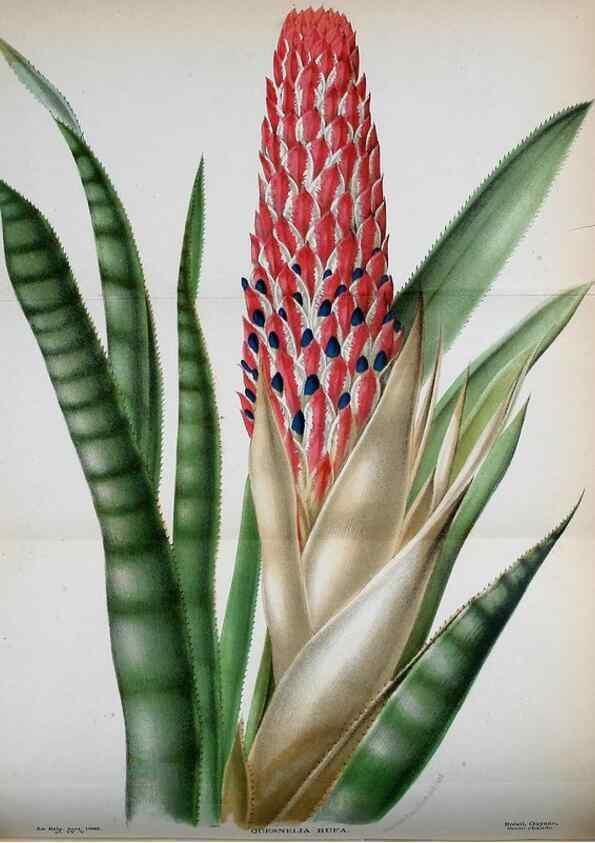 Reproducción/Reproduction 49131830713: Belgique horticole.. Liége.. 