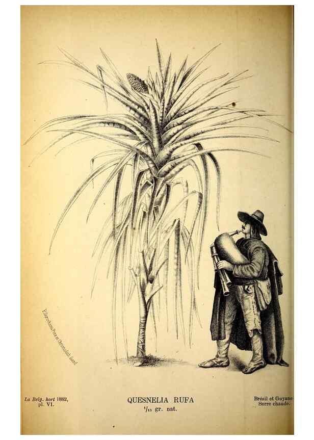 Reproducción/Reproduction 49132326741: Belgique horticole.. Liége.. 