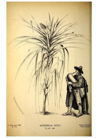 Reproducción/Reproduction 49132326741: Belgique horticole.. Liége.. 