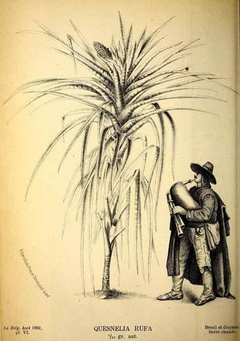 Reproducción/Reproduction 49132326741: Belgique horticole.. Liége.. 