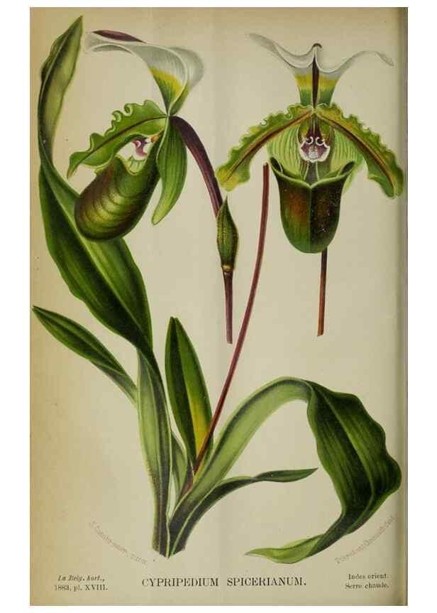 Reproducción/Reproduction 49127601828: Belgique horticole.. Liége.. 