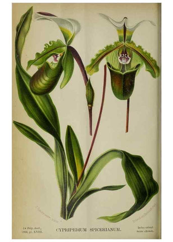 Reproducción/Reproduction 49127601828: Belgique horticole.. Liége.. 