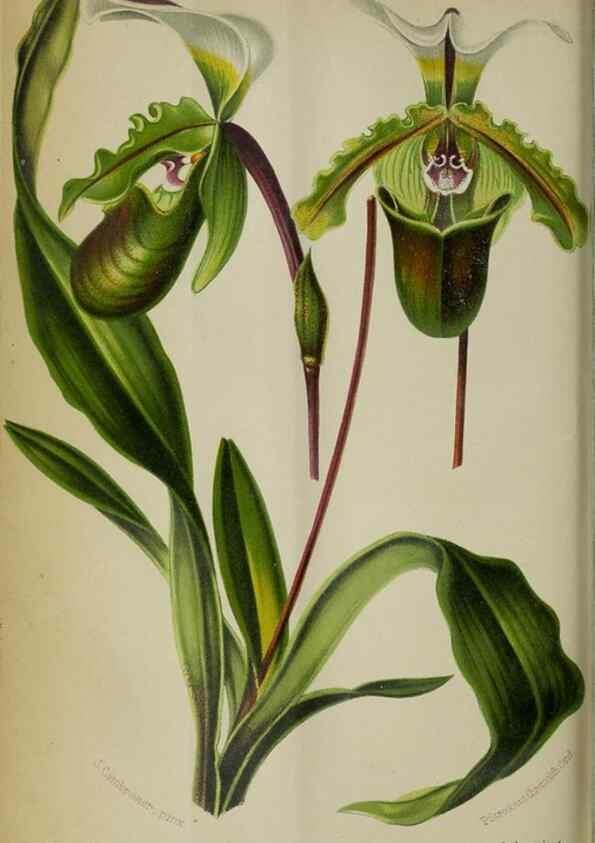 Reproducción/Reproduction 49127601828: Belgique horticole.. Liége.. 