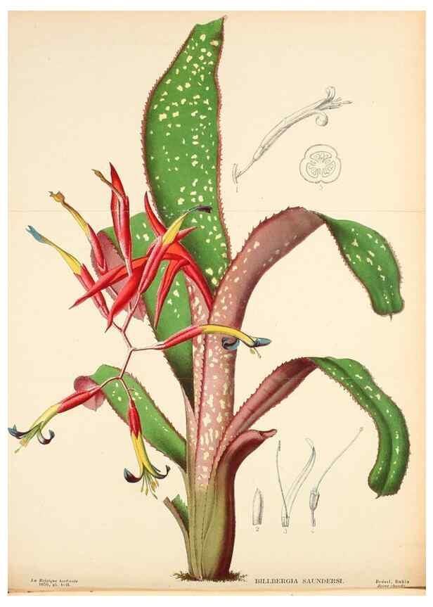 Reproducción/Reproduction 49133785336: Belgique horticole.. Liége.. 