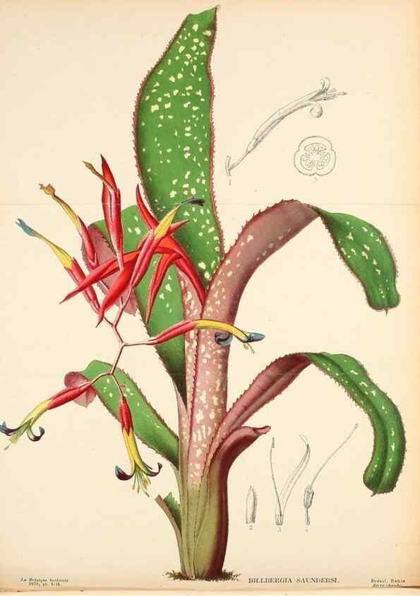 Reproducción/Reproduction 49133785336: Belgique horticole.. Liége.. 