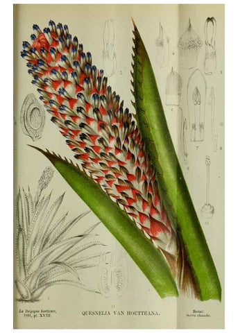 Reproducción/Reproduction 49132562952: Belgique horticole.. Liége.. 