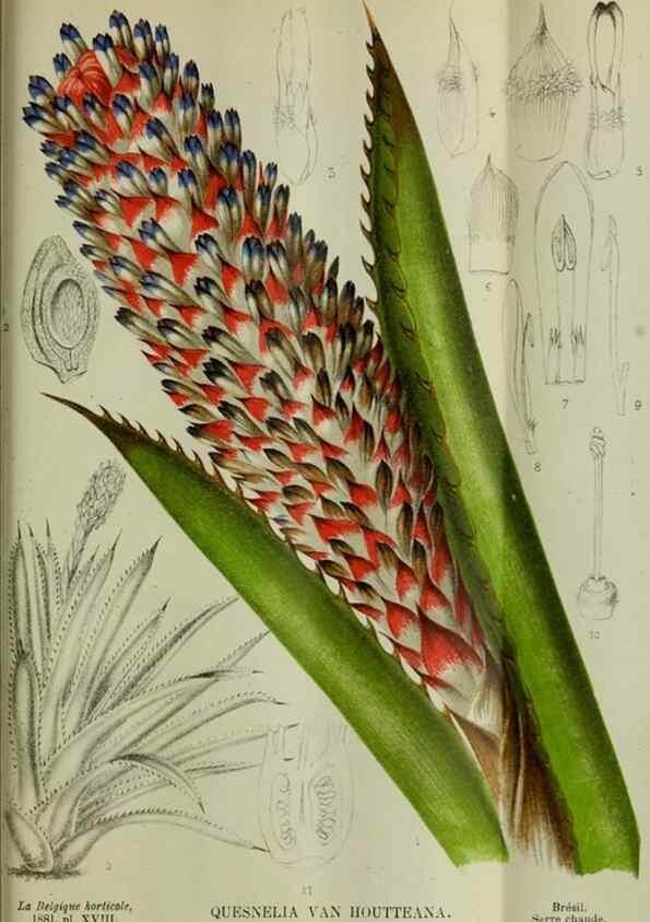 Reproducción/Reproduction 49132562952: Belgique horticole.. Liége.. 