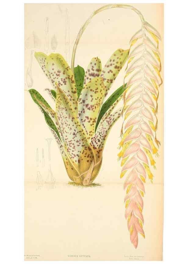 Reproducción/Reproduction 49132637002: Belgique horticole.. Liége.. 