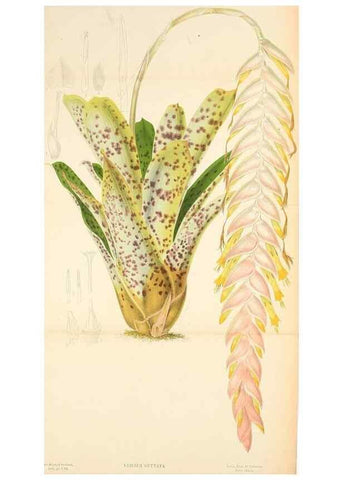 Reproducción/Reproduction 49132637002: Belgique horticole.. Liége.. 
