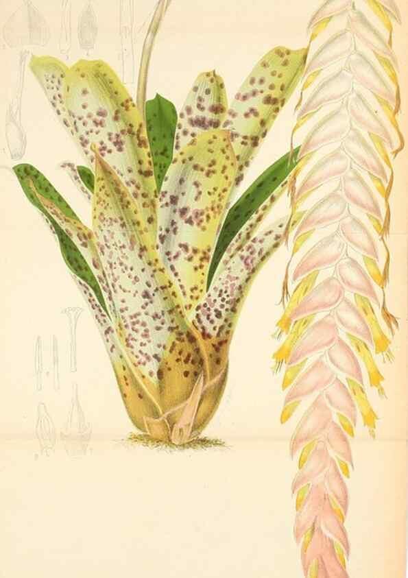 Reproducción/Reproduction 49132637002: Belgique horticole.. Liége.. 