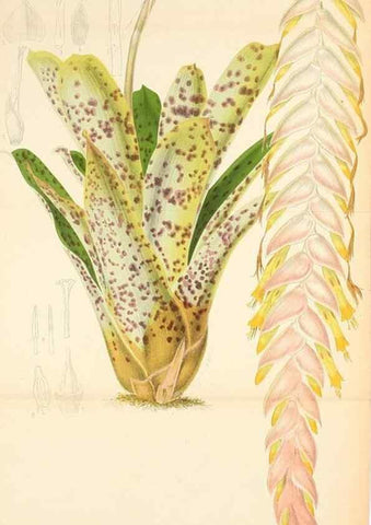Reproducción/Reproduction 49132637002: Belgique horticole.. Liége.. 