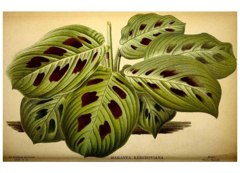 Reproducción/Reproduction 49133839842: Belgique horticole.. Liége.. 