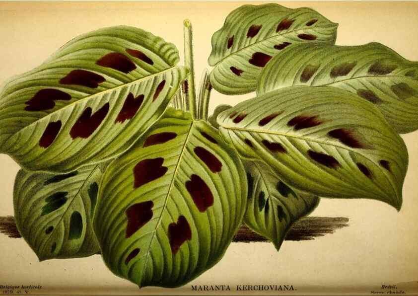 Reproducción/Reproduction 49133839842: Belgique horticole.. Liége.. 