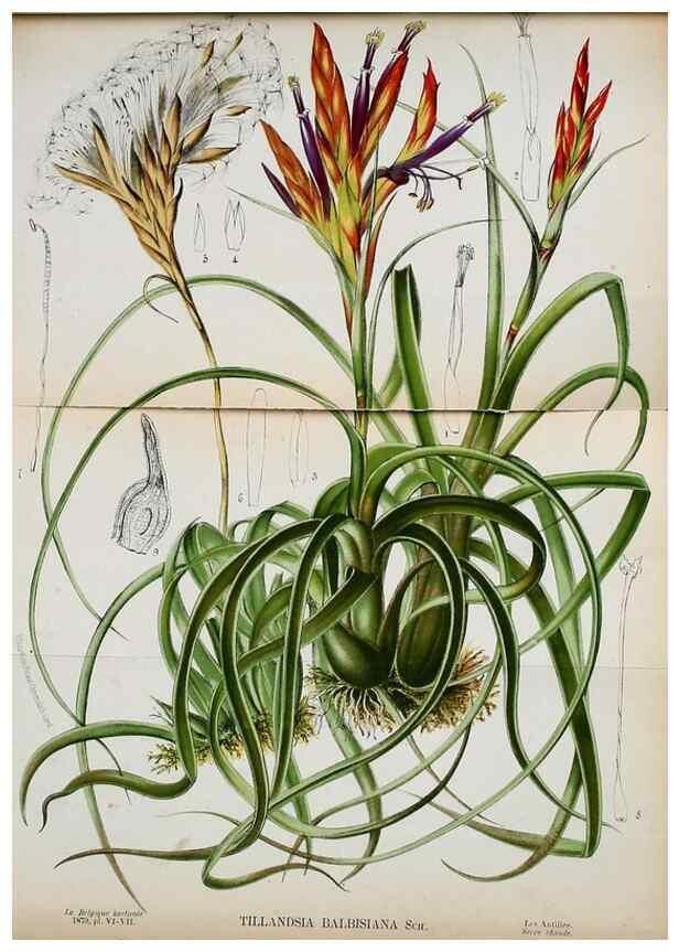 Reproducción/Reproduction 49133840327: Belgique horticole.. Liége.. 