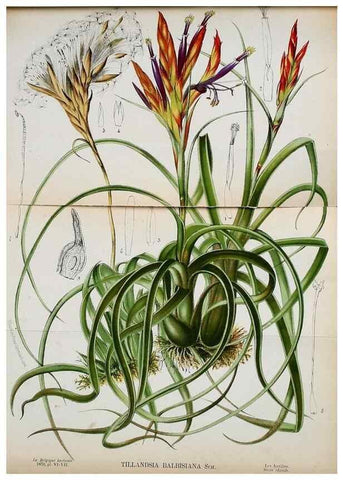 Reproducción/Reproduction 49133840327: Belgique horticole.. Liége.. 