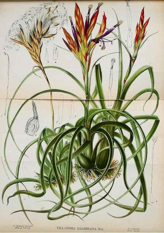 Reproducción/Reproduction 49133840327: Belgique horticole.. Liége.. 