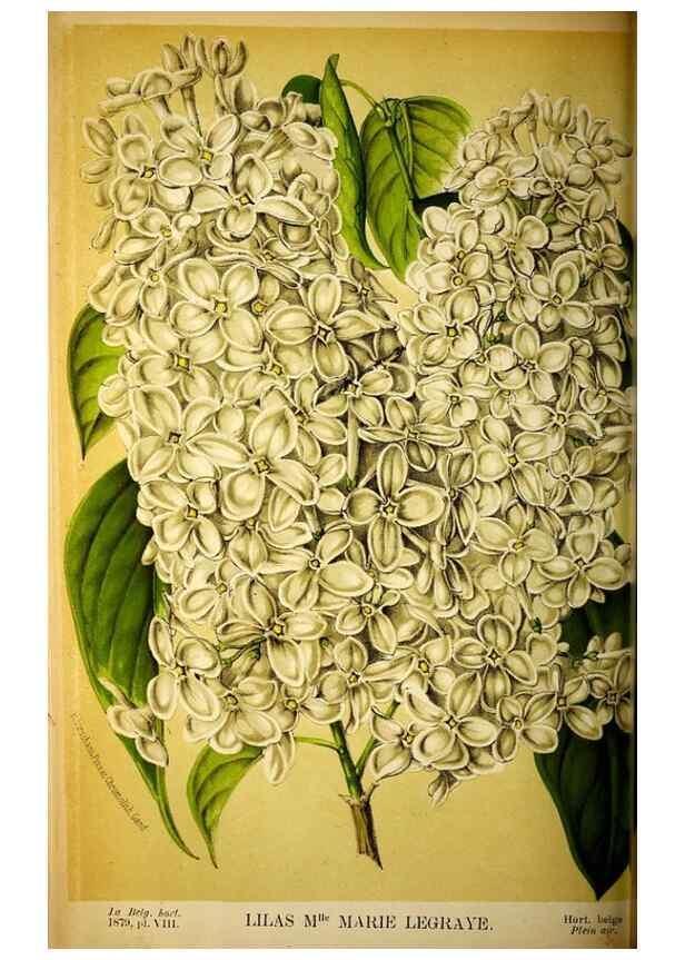 Reproducción/Reproduction 49133840942: Belgique horticole.. Liége.. 