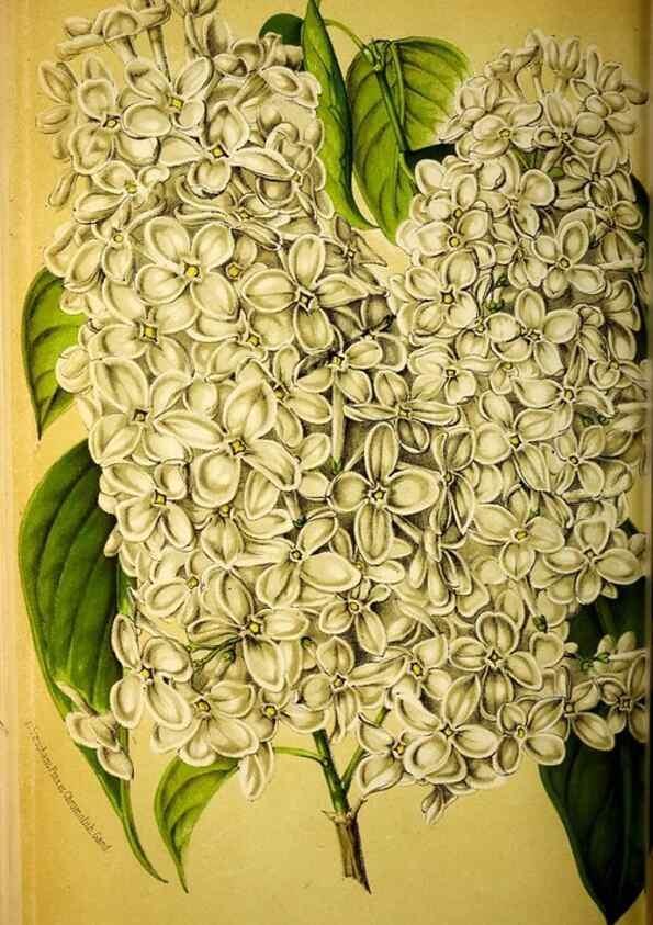 Reproducción/Reproduction 49133840942: Belgique horticole.. Liége.. 