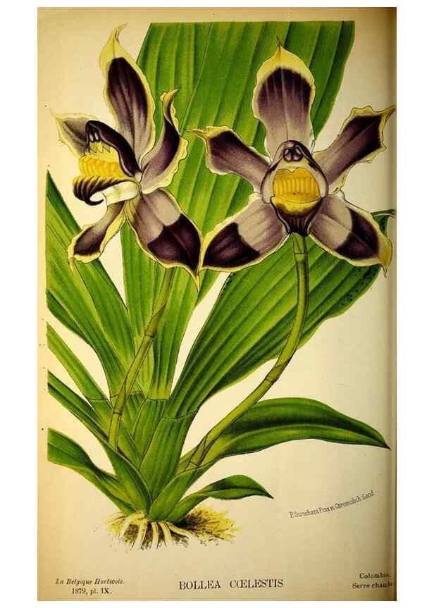 Reproducción/Reproduction 49133841622: Belgique horticole.. Liége.. 