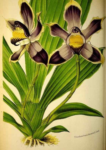 Reproducción/Reproduction 49133841622: Belgique horticole.. Liége.. 