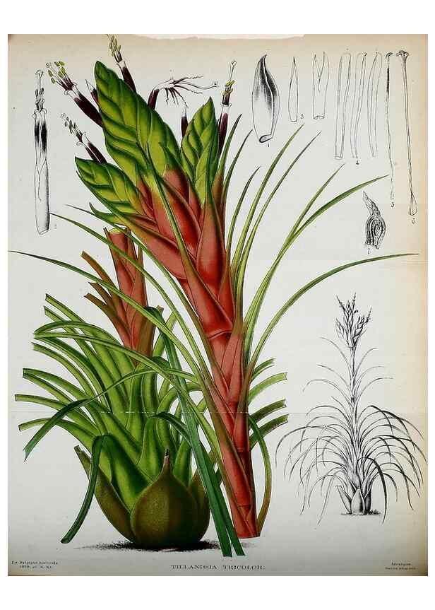 Reproducción/Reproduction 49133159258: Belgique horticole.. Liége.. 