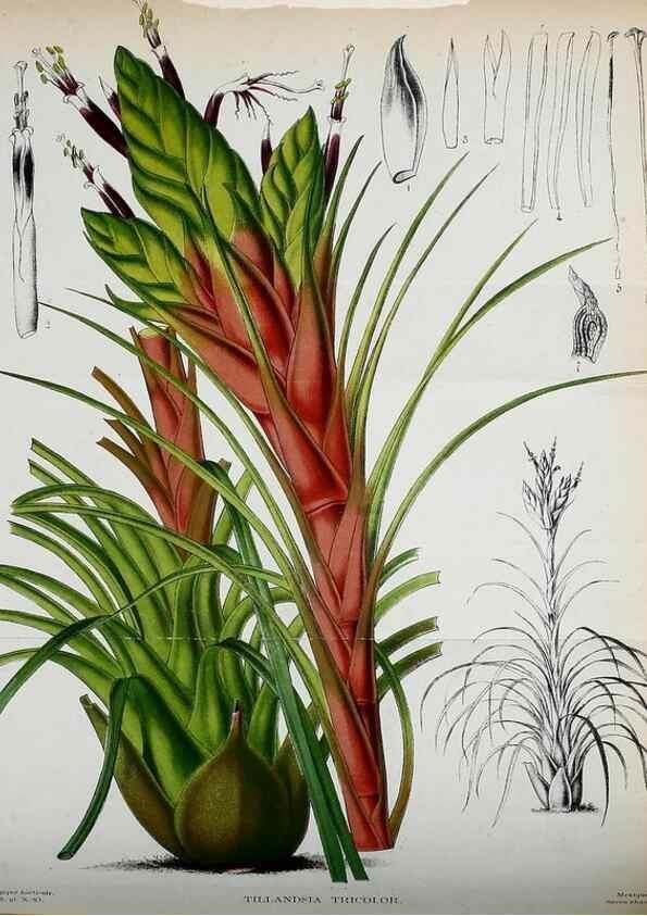 Reproducción/Reproduction 49133159258: Belgique horticole.. Liége.. 