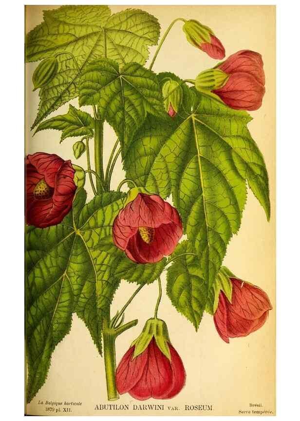 Reproducción/Reproduction 49133650501: Belgique horticole.. Liége.. 