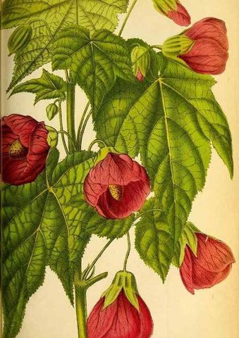 Reproducción/Reproduction 49133650501: Belgique horticole.. Liége.. 