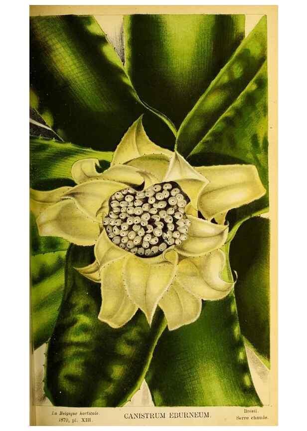 Reproducción/Reproduction 49133843047: Belgique horticole.. Liége.. 
