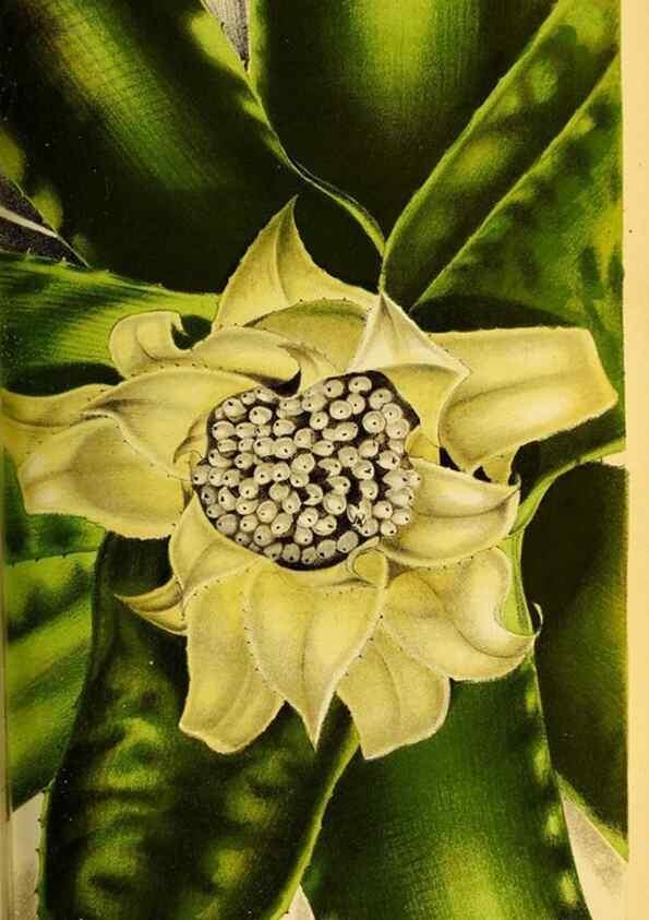 Reproducción/Reproduction 49133843047: Belgique horticole.. Liége.. 