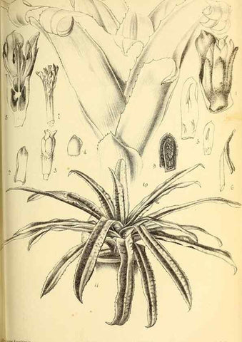 Reproducción/Reproduction 49133651401: Belgique horticole.. Liége.. 
