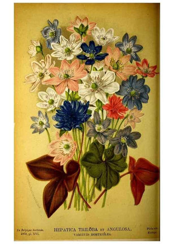 Reproducción/Reproduction 49133844567: Belgique horticole.. Liége.. 