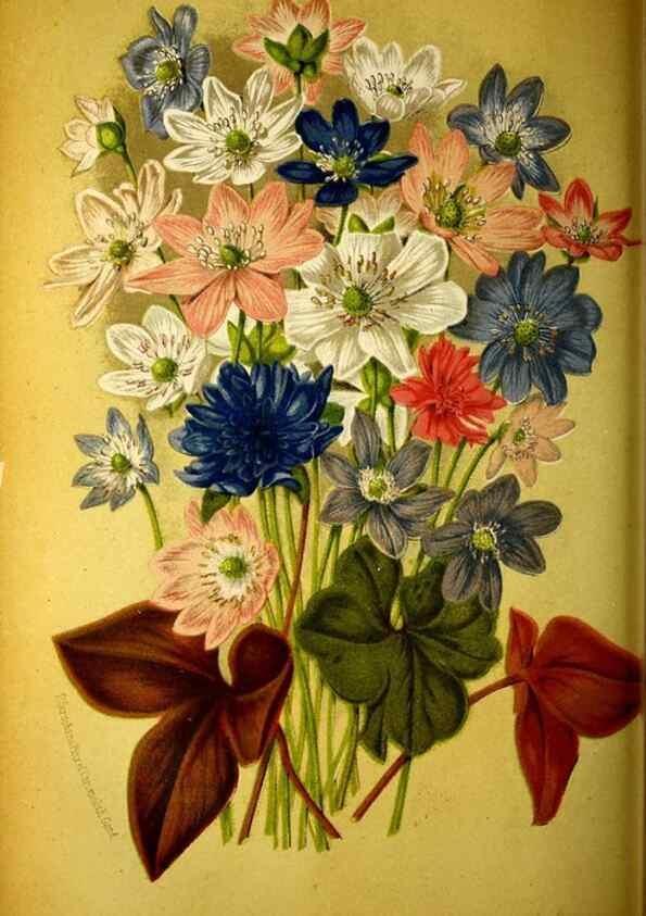 Reproducción/Reproduction 49133844567: Belgique horticole.. Liége.. 