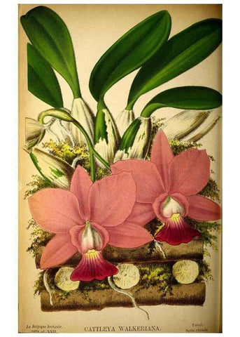 Reproducción/Reproduction 49133652886: Belgique horticole.. Liége.. 