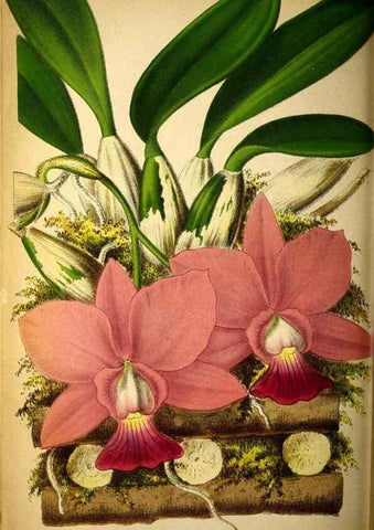 Reproducción/Reproduction 49133652886: Belgique horticole.. Liége.. 