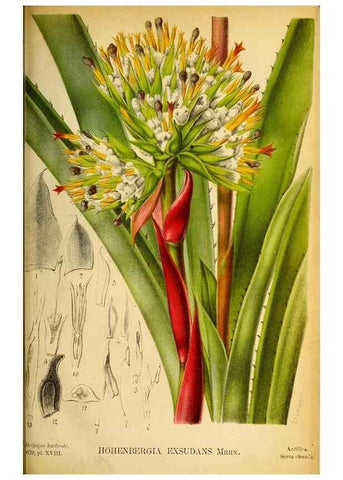 Reproducción/Reproduction 49133653601: Belgique horticole.. Liége.. 